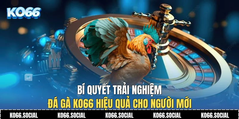 Bí quyết trải nghiệm Đá Gà Ko66 hiệu quả cho người mới