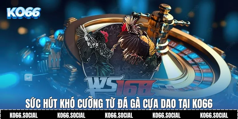 Sức hút khó cưỡng từ Đá Gà Cựa Dao tại Ko66